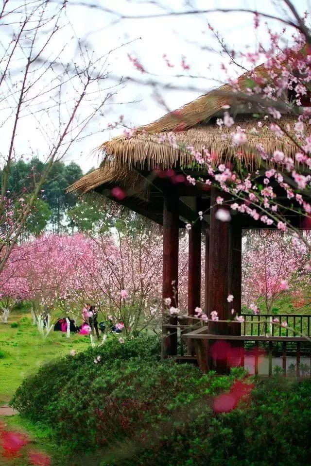 逃离仿真森林